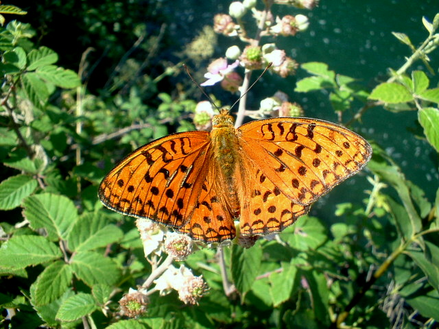 Nymphalidae: Argynnis adippe